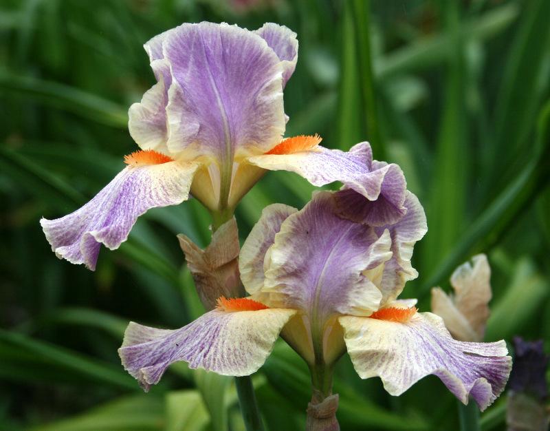 Photo of Intermediate Bearded Iris (Iris 'Eyedazzler') uploaded by Calif_Sue