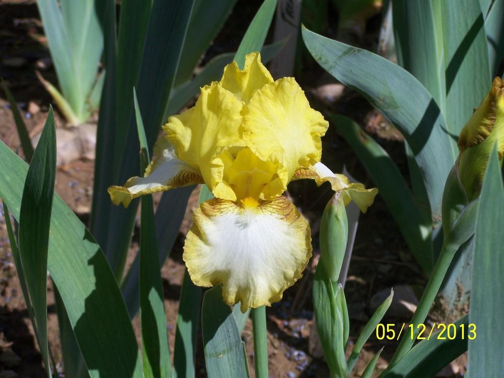 Photo of Intermediate Bearded Iris (Iris 'Hokeypokey') uploaded by Misawa77