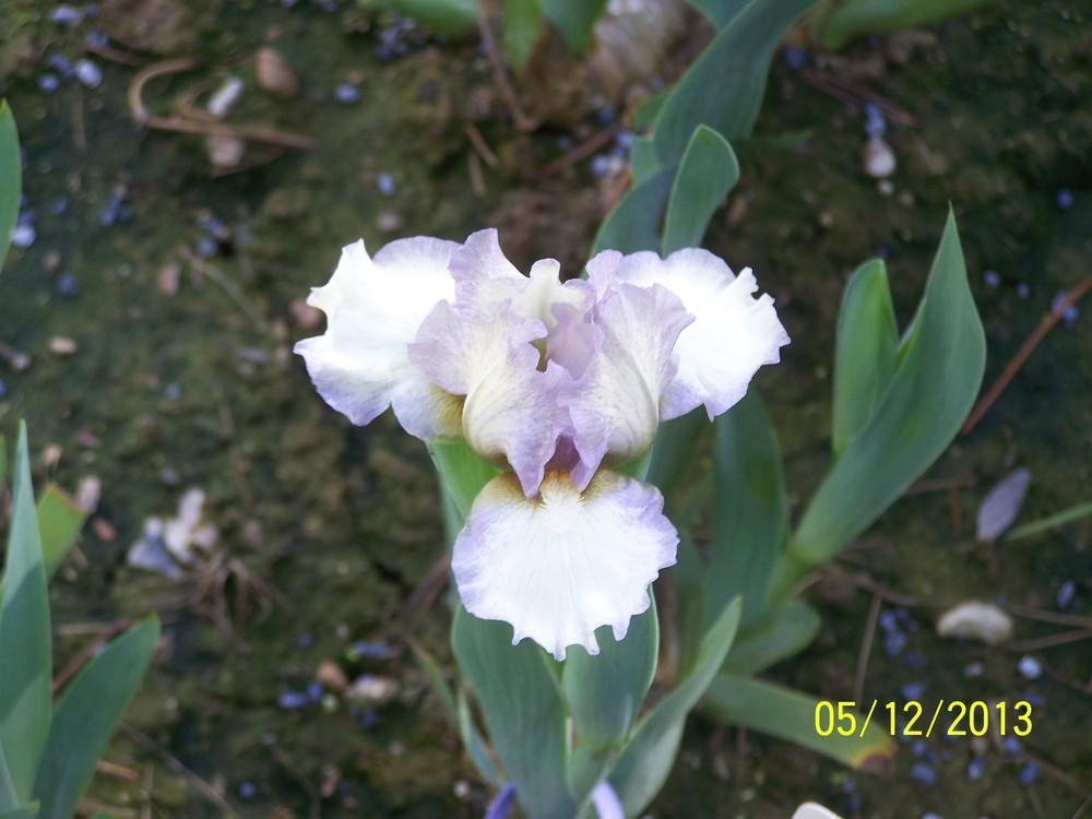 Photo of Standard Dwarf Bearded Iris (Iris 'Heepers') uploaded by Misawa77