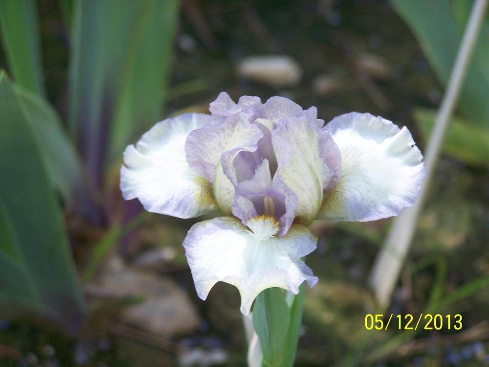 Photo of Standard Dwarf Bearded Iris (Iris 'Heepers') uploaded by Misawa77