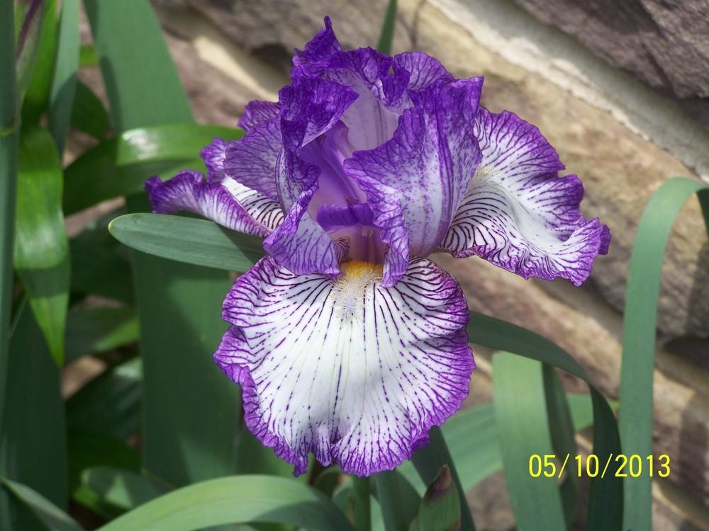 Photo of Tall Bearded Iris (Iris 'Sidestitch') uploaded by Misawa77