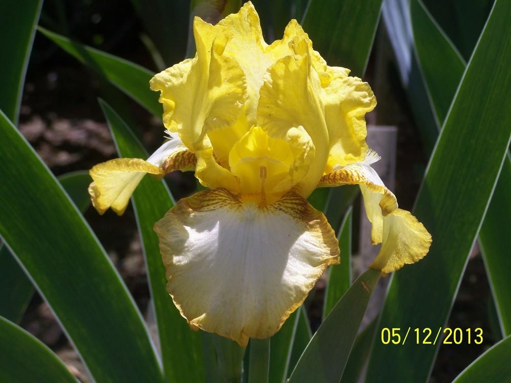 Photo of Intermediate Bearded Iris (Iris 'Hokeypokey') uploaded by Misawa77