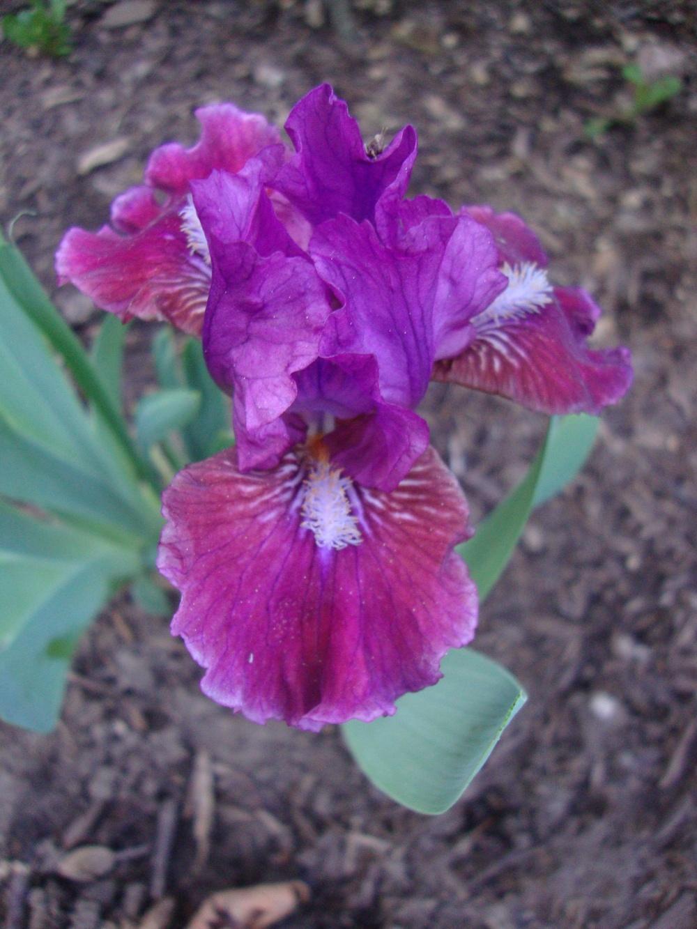 Photo of Standard Dwarf Bearded Iris (Iris 'Jeopardy') uploaded by Paul2032