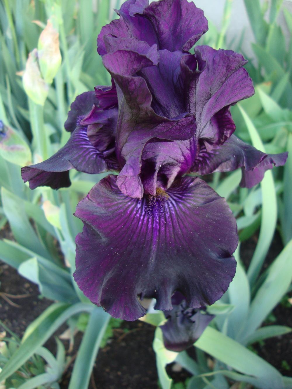 Photo of Tall Bearded Iris (Iris 'Ozark Rebounder') uploaded by Paul2032