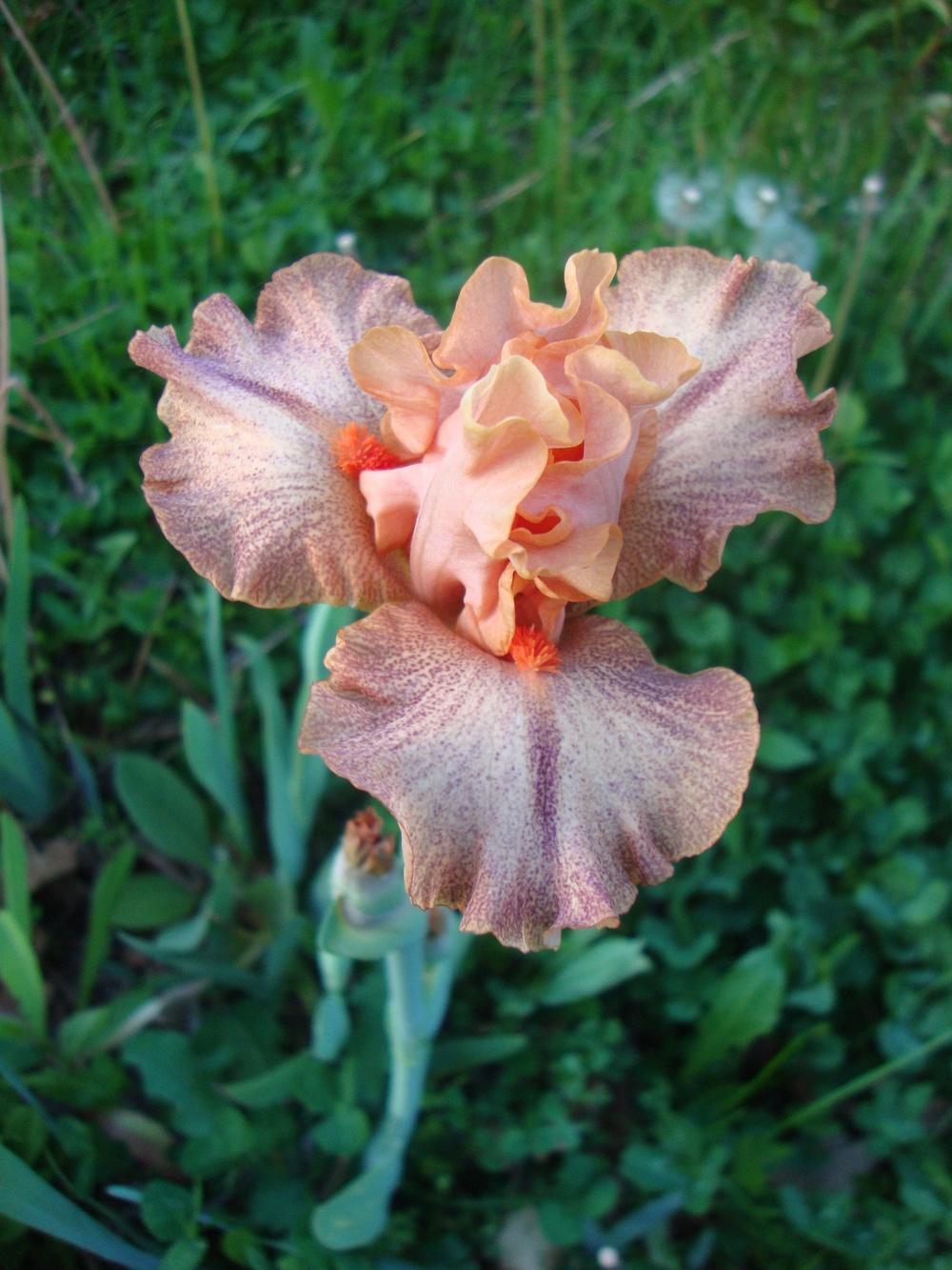 Photo of Intermediate Bearded Iris (Iris 'Spiced Peaches') uploaded by Paul2032