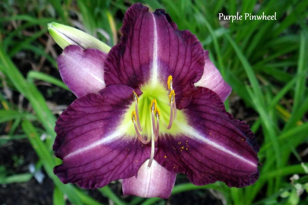 Photo of Daylily (Hemerocallis 'Purple Pinwheel') uploaded by Tepelus