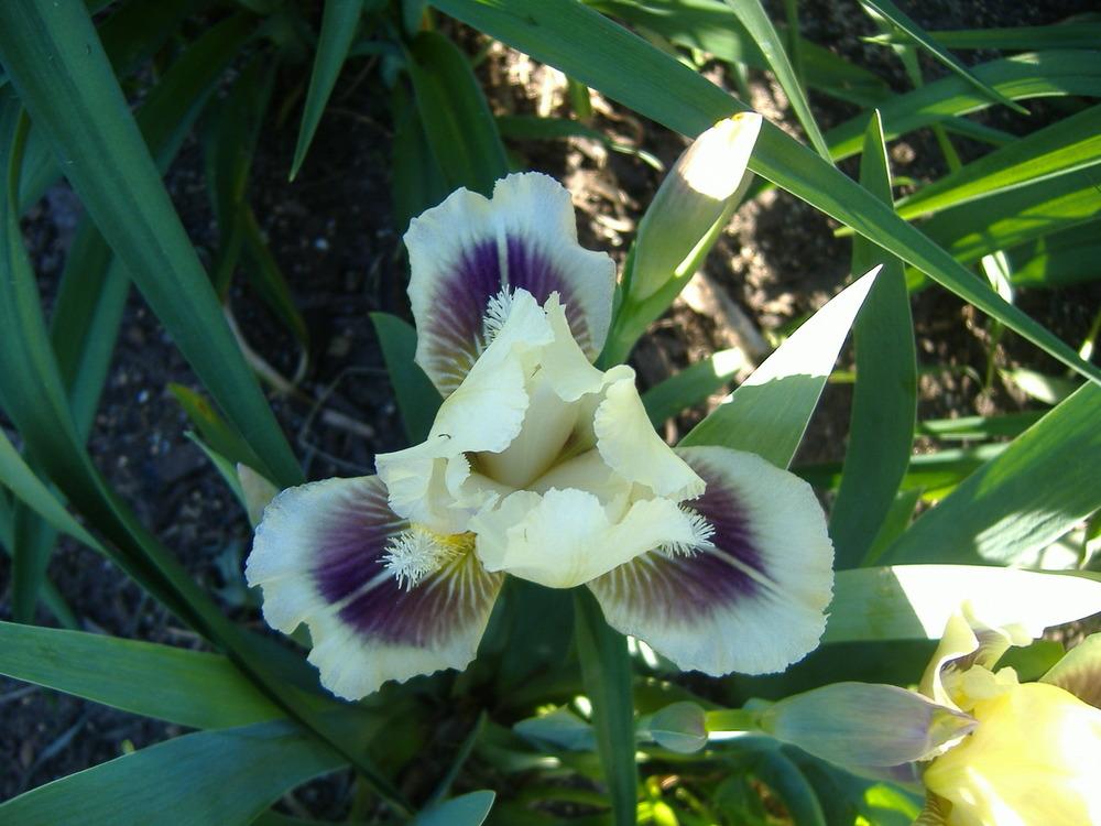 Photo of Standard Dwarf Bearded Iris (Iris 'Pippi Longstockings') uploaded by tveguy3