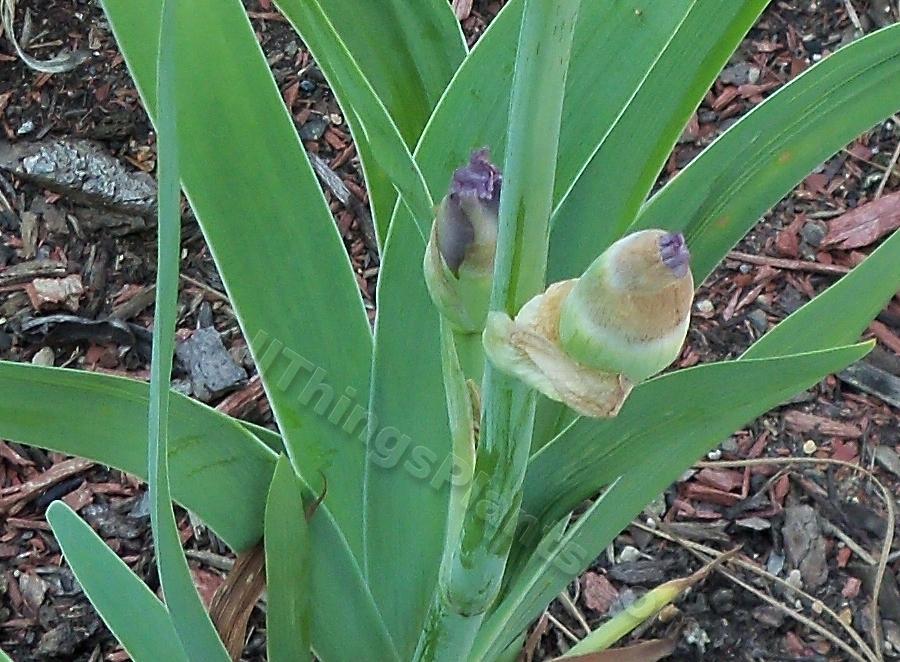Photo of Tall Bearded Iris (Iris 'Awesome Alex') uploaded by virginiarose