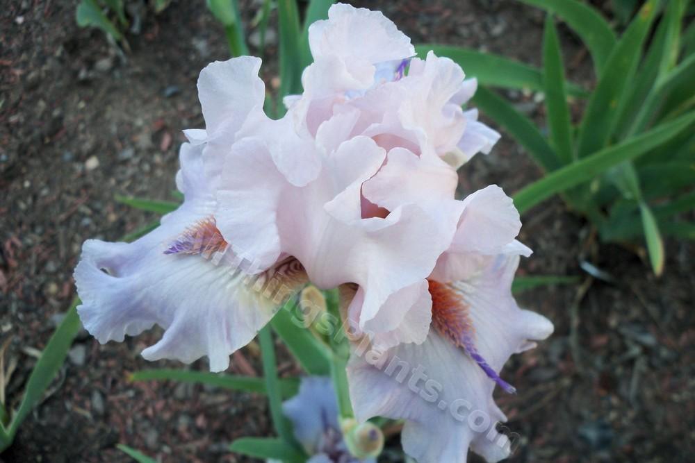 Photo of Tall Bearded Iris (Iris 'Awesome Alex') uploaded by virginiarose