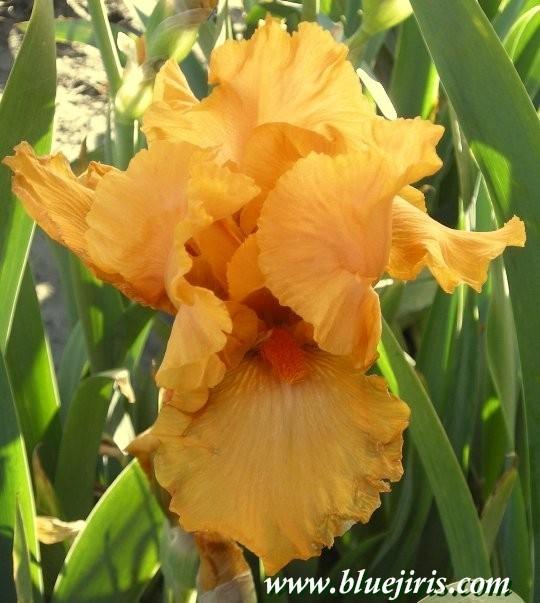 Photo of Tall Bearded Iris (Iris 'Volunteer Pride') uploaded by Calif_Sue