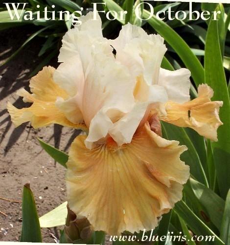 Photo of Border Bearded Iris (Iris 'Waiting for October') uploaded by Calif_Sue