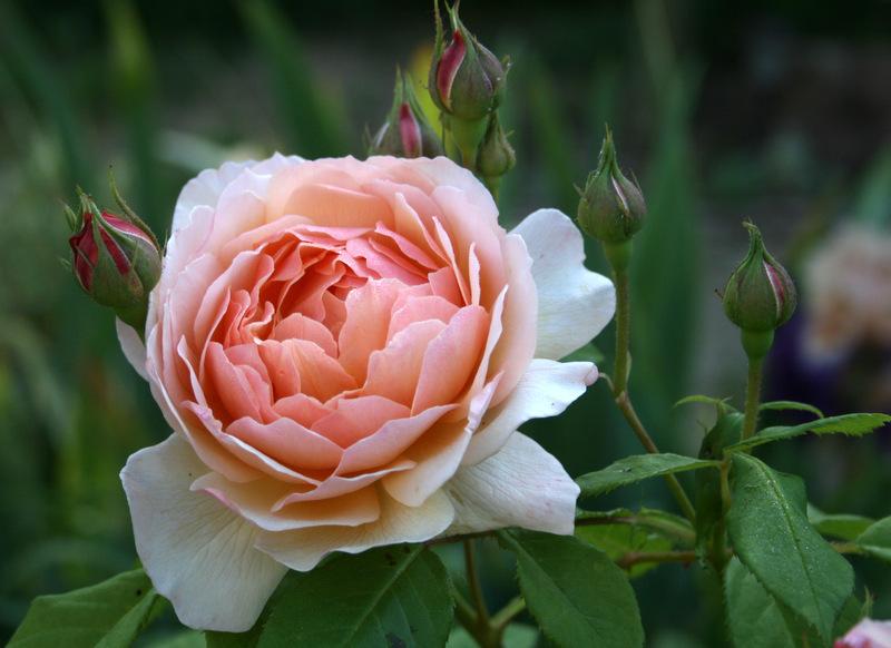 Photo of Rose (Rosa 'Grace') uploaded by Calif_Sue