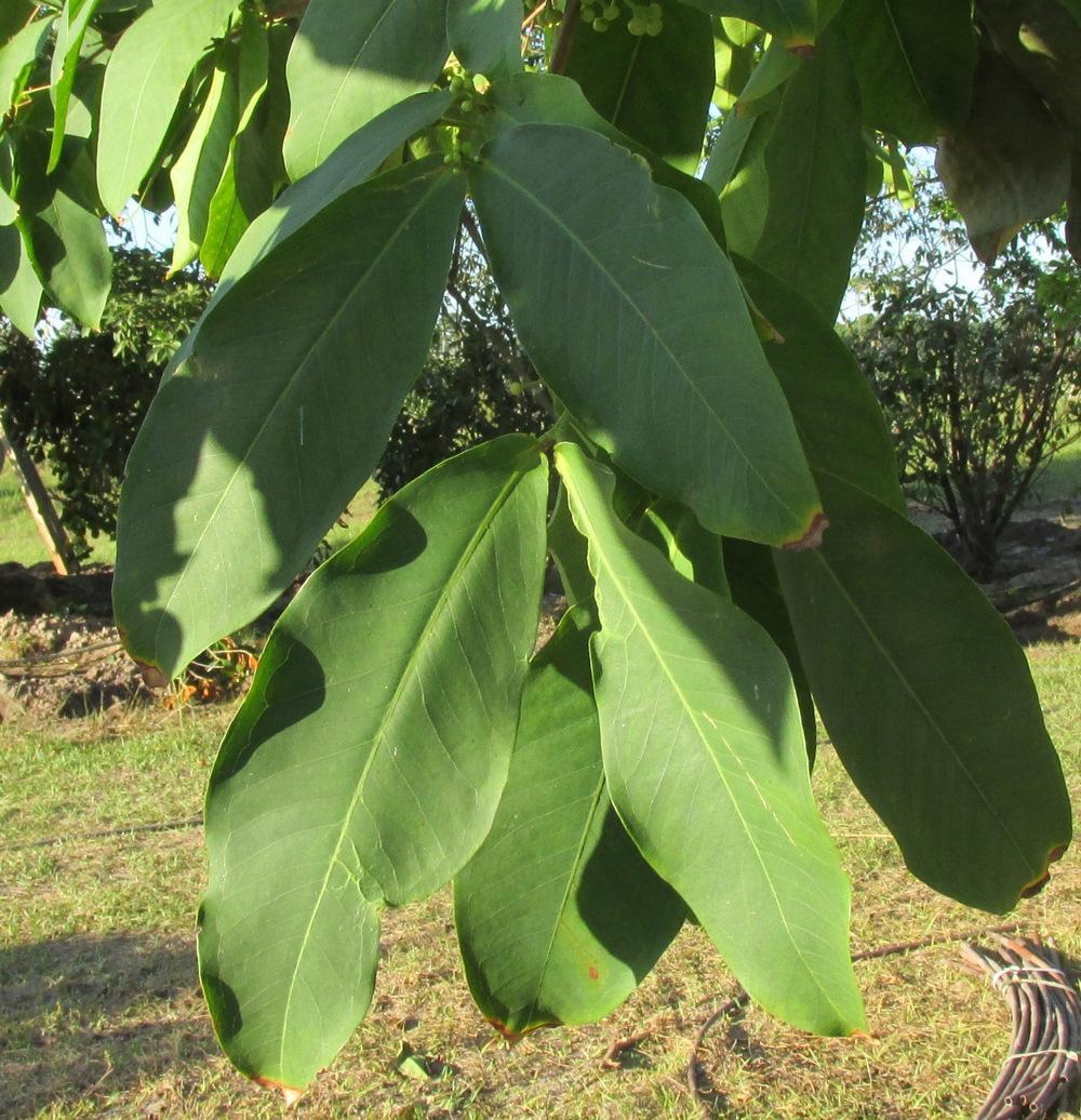 Photo of Java Apple (Syzygium samarangense) uploaded by Dutchlady1
