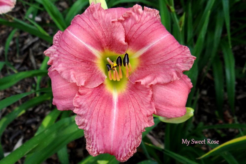 Photo of Daylily (Hemerocallis 'My Sweet Rose') uploaded by Tepelus