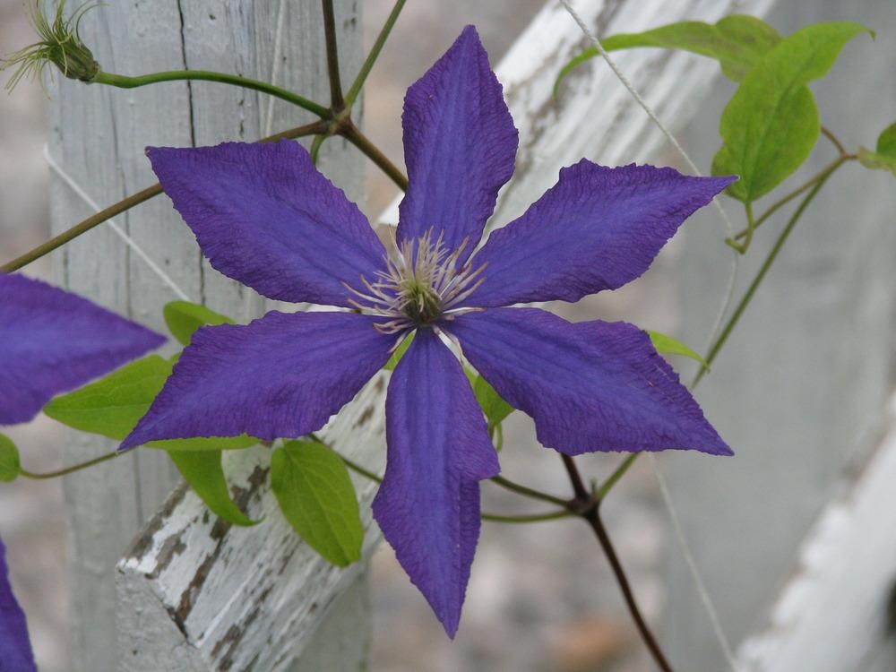 Photo of Clematis 'Rhapsody' uploaded by blue23rose