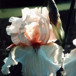 Location: Indiana
Date: May
Beula tall bearded iris