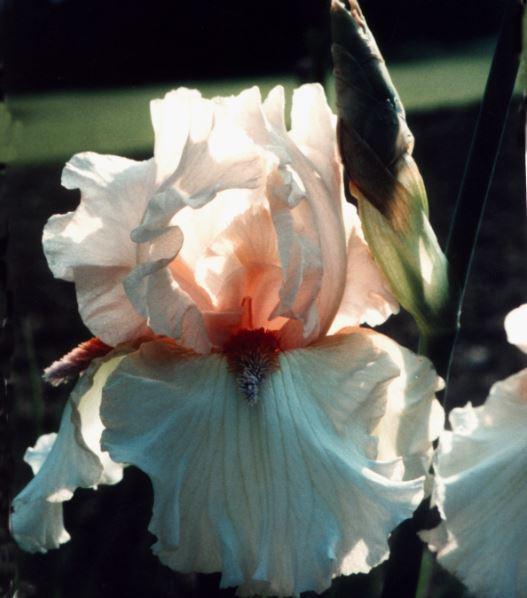 Photo of Tall Bearded Iris (Iris 'Beula') uploaded by diggit