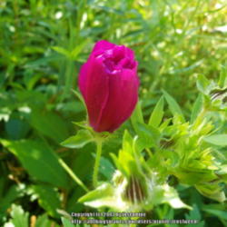 Location: My yard in Arlington, Texas.
Date: 2013-05-13
Winecup bud looks like a rosebud.