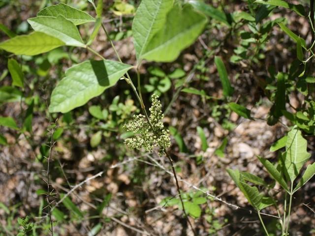 Photo of Eastern Poison Oak (Toxicodendron pubescens) uploaded by gingin