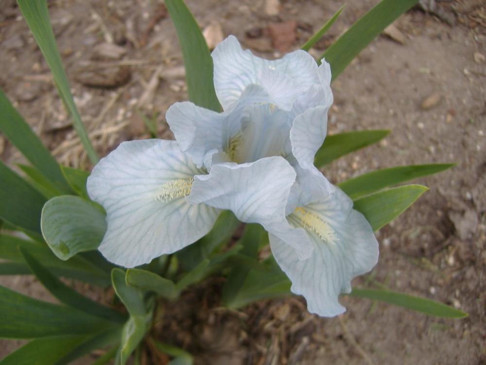 Photo of Standard Dwarf Bearded Iris (Iris 'Truly') uploaded by tveguy3