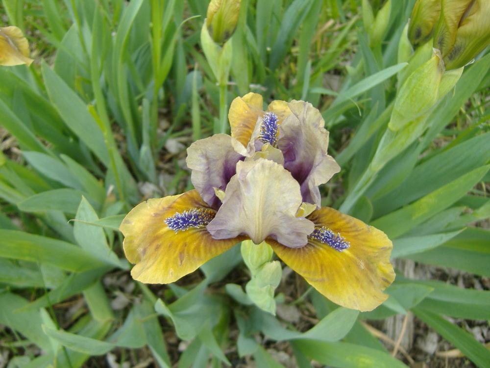 Photo of Standard Dwarf Bearded Iris (Iris 'Yummy Accent') uploaded by tveguy3