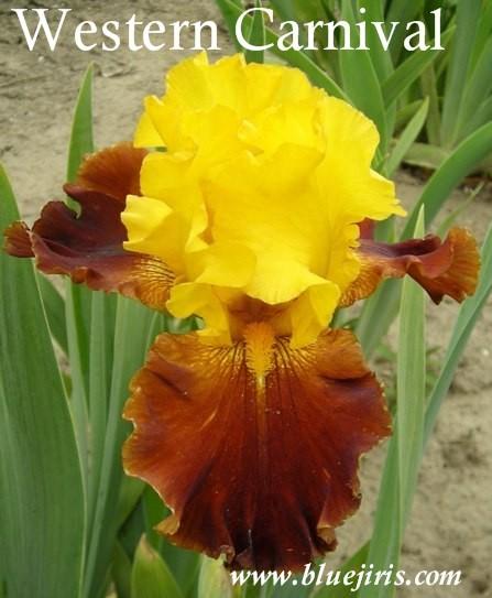 Photo of Tall Bearded Iris (Iris 'Western Carnival') uploaded by Calif_Sue