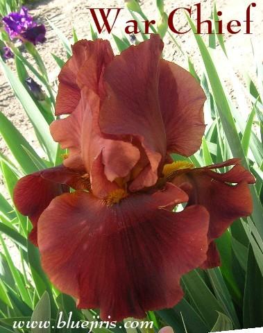 Photo of Tall Bearded Iris (Iris 'War Chief') uploaded by Calif_Sue