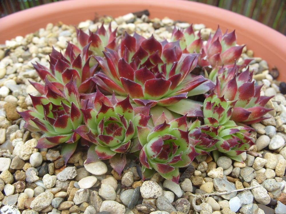 Photo of Hen and Chicks (Sempervivum calcareum) uploaded by Eviesmummy