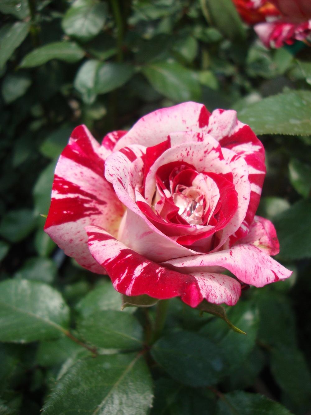 Photo of Rose (Rosa 'Rock & Roll') uploaded by Paul2032