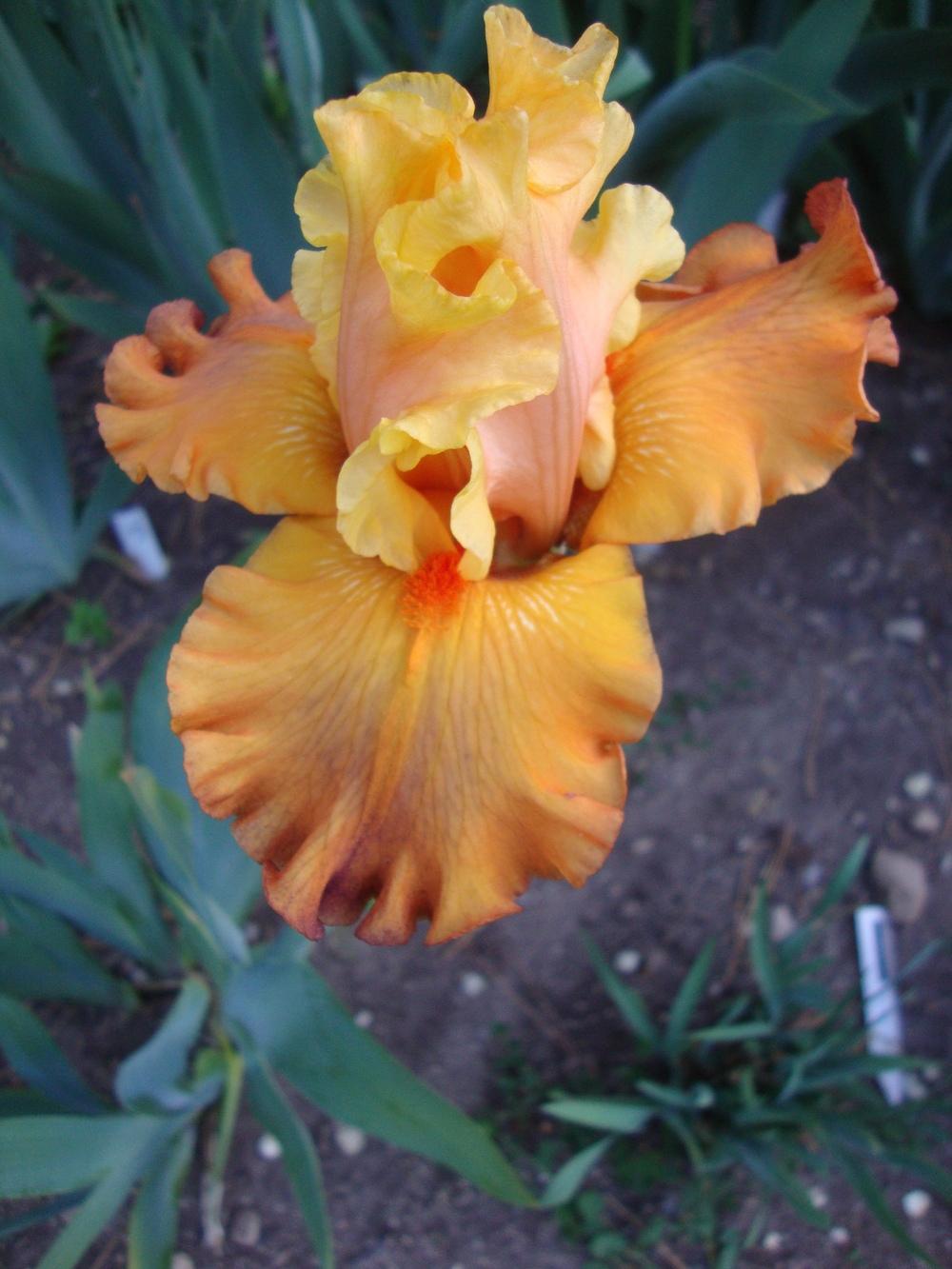 Photo of Tall Bearded Iris (Iris 'Fixation') uploaded by Paul2032