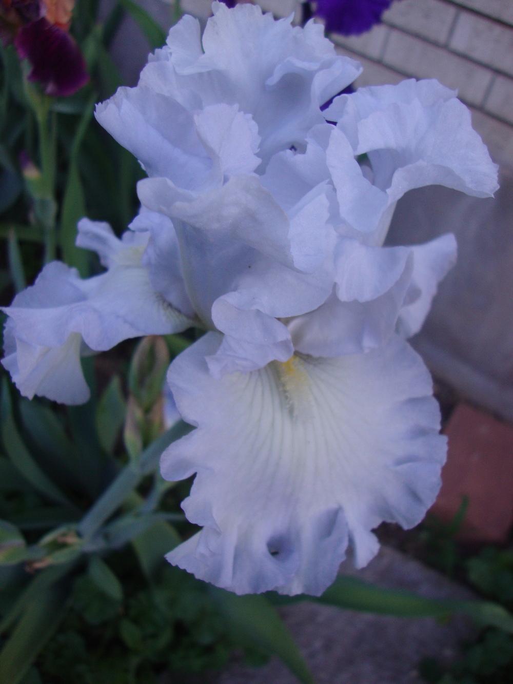 Photo of Tall Bearded Iris (Iris 'Absolute Treasure') uploaded by Paul2032