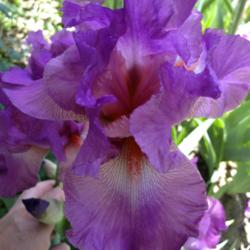 Location: Schreiners Iris Garden, Brooks, OR
Date: 2013-05-11