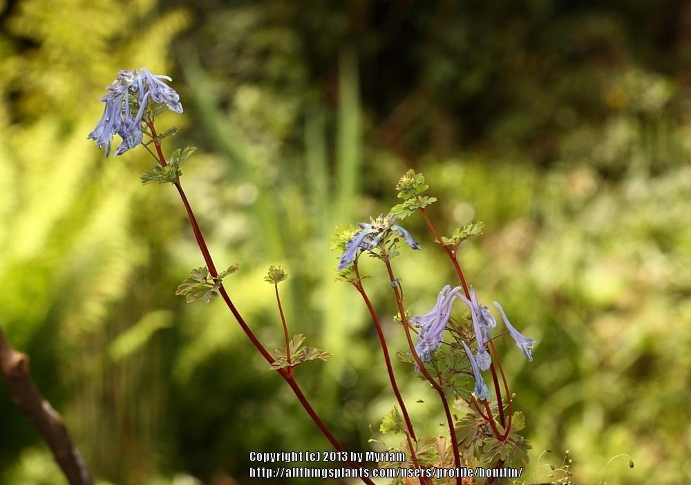 Photo of Blue Corydalis (Corydalis elata) uploaded by bonitin