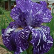 Batik border bearded iris