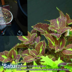 Location: At our garden - San Joaquin County, CA
Date: 06May2013
Coleus 'Saturn'