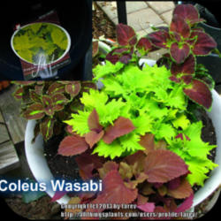 Location: At our garden - San Joaquin County, CA
Date: 06May2013
Coleus 'Wasabi'