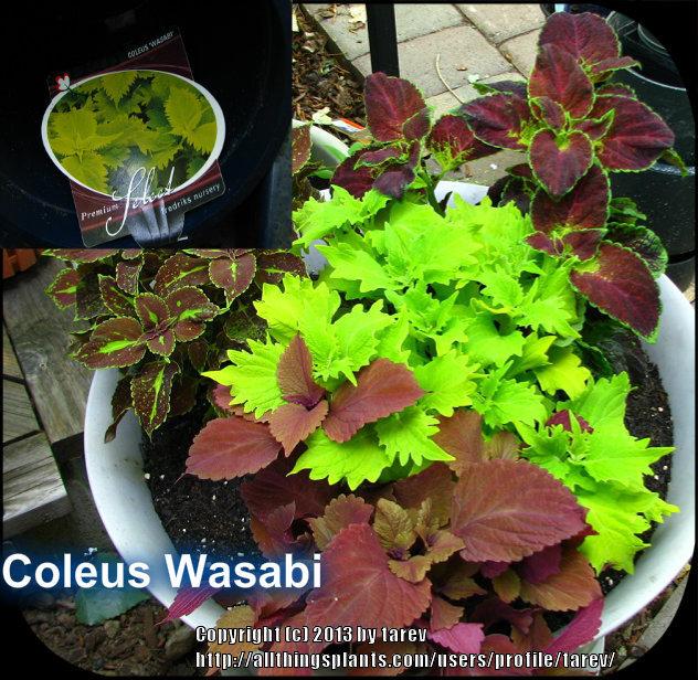 Photo of Coleus (Coleus scutellarioides Wasabi™ ) uploaded by tarev