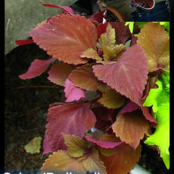Location: At our garden - San Joaquin County, CA
Date: 06May2013
Coleus 'Red Head'