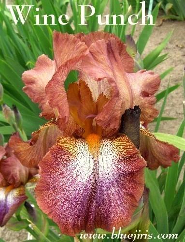 Photo of Tall Bearded Iris (Iris 'Wine Punch') uploaded by Calif_Sue