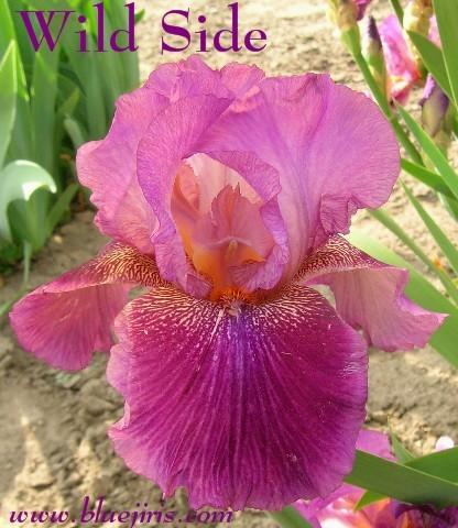 Photo of Tall Bearded Iris (Iris 'Wild Side') uploaded by Calif_Sue
