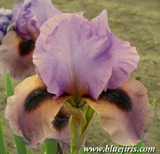 Photo of Arilbred Iris (Iris 'Wine and Lilac') uploaded by Calif_Sue