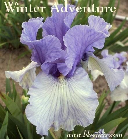 Photo of Tall Bearded Iris (Iris 'Winter Adventure') uploaded by Calif_Sue