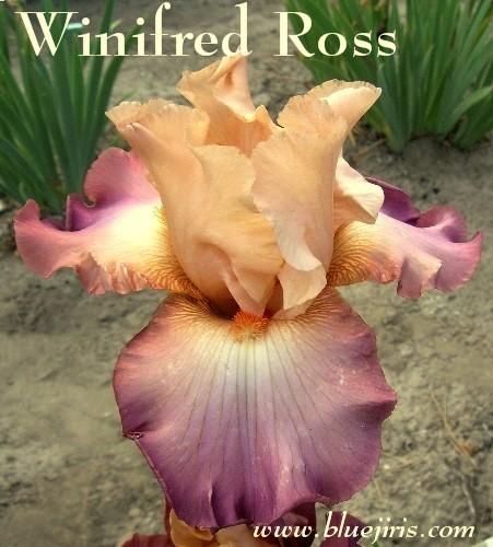 Photo of Tall Bearded Iris (Iris 'Winifred Ross') uploaded by Calif_Sue