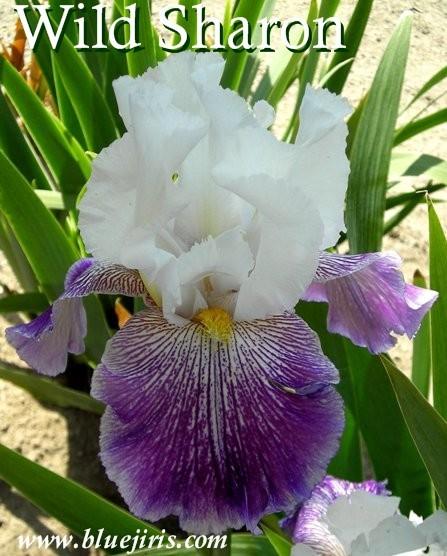 Photo of Tall Bearded Iris (Iris 'Wild Sharon') uploaded by Calif_Sue