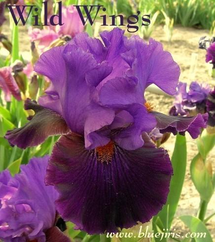 Photo of Tall Bearded Iris (Iris 'Wild Wings') uploaded by Calif_Sue