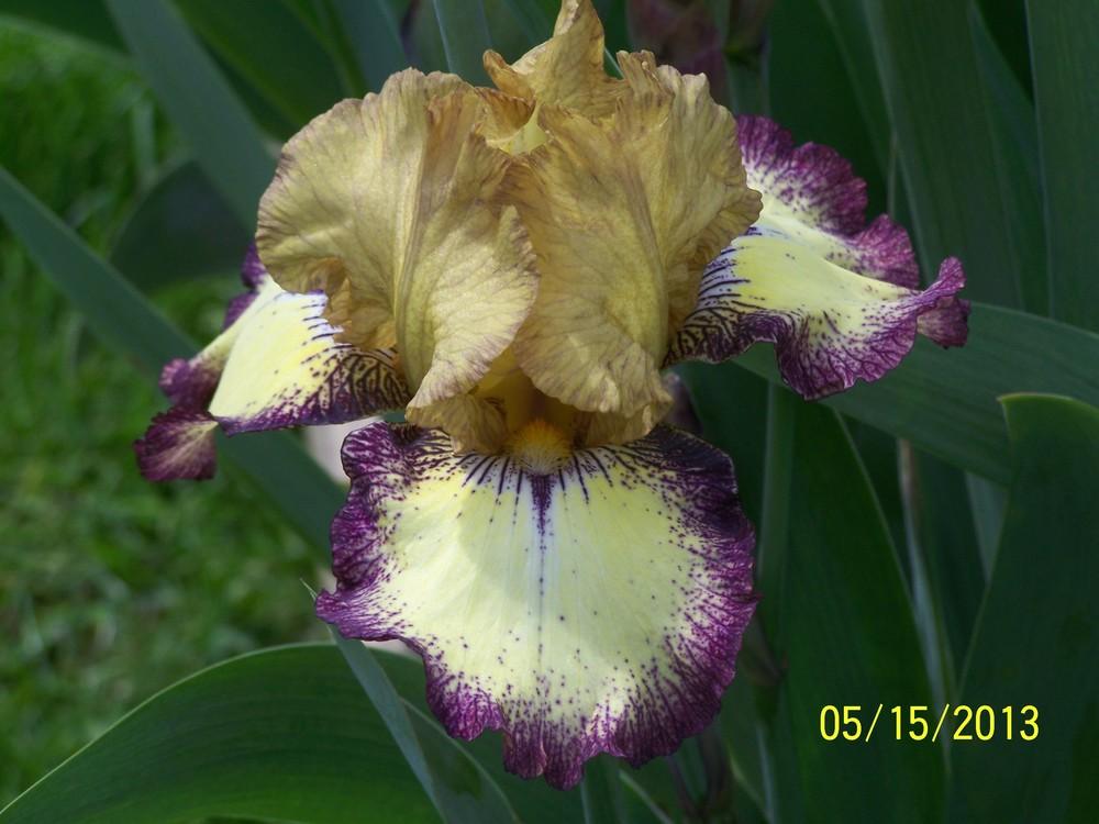 Photo of Tall Bearded Iris (Iris 'Tennessee Gentleman') uploaded by Misawa77
