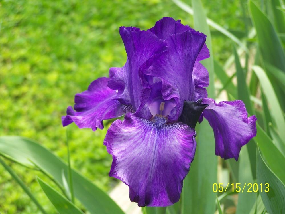 Photo of Tall Bearded Iris (Iris 'Pandora's Purple') uploaded by Misawa77