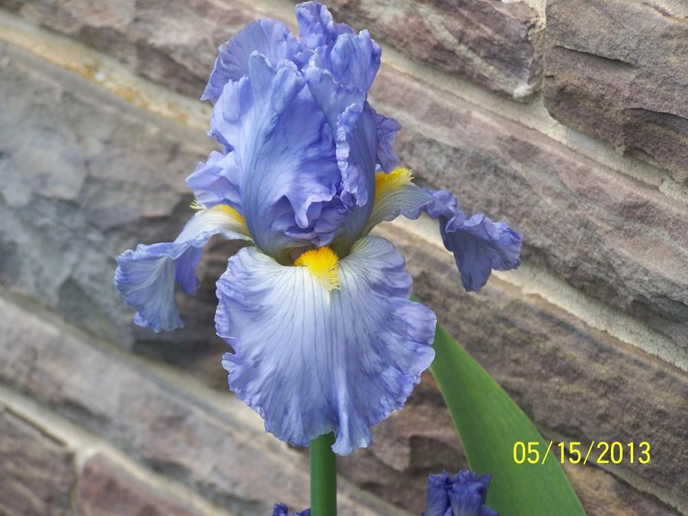 Photo of Tall Bearded Iris (Iris 'Sky and Sun') uploaded by Misawa77