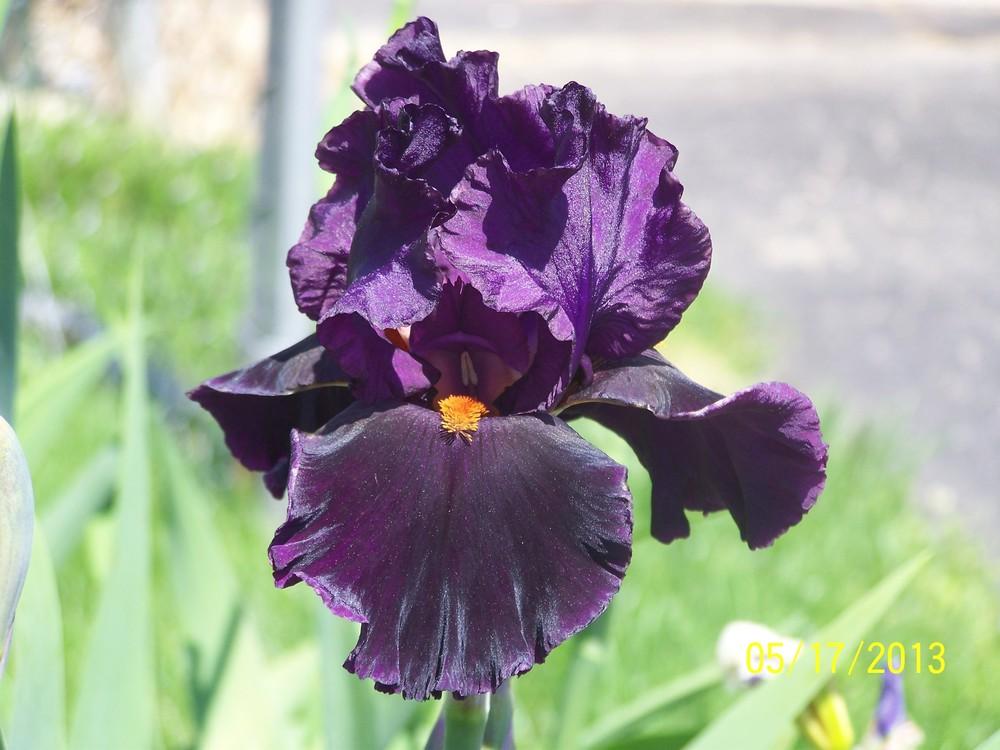 Photo of Tall Bearded Iris (Iris 'Night Game') uploaded by Misawa77