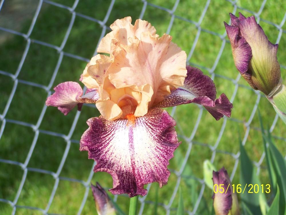 Photo of Tall Bearded Iris (Iris 'Llama Mama') uploaded by Misawa77